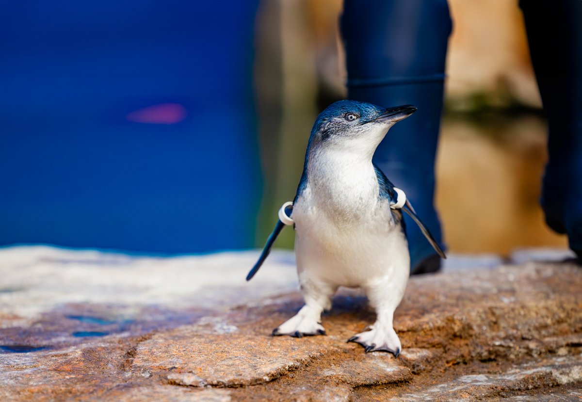 Waddling into #WorldPenguinDay like ... You can celebrate Little Blue Penguins every day at Birch Aquarium! Be sure to join us for daily #penguin talks and feedings where you can discover what makes these seabirds so special. View Daily Schedule: aquarium.ucsd.edu/daily-schedule