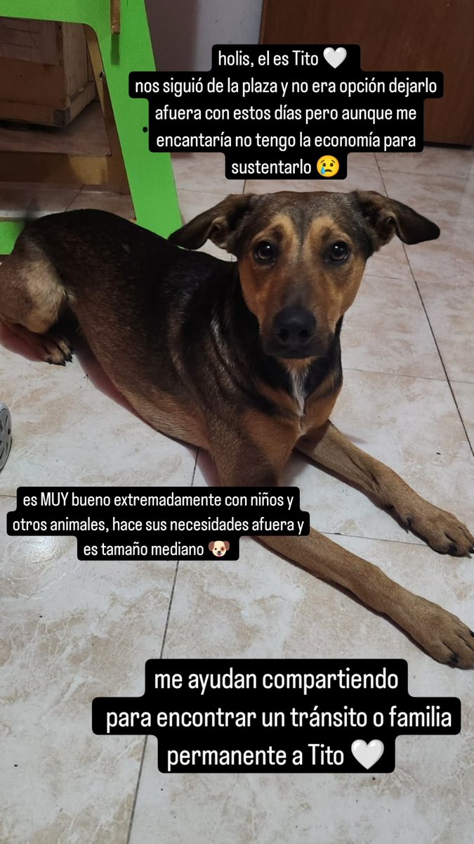 Micaelagustina2's tweet photo. 🐶🤍 https://t.co/rxvm9YkNjn