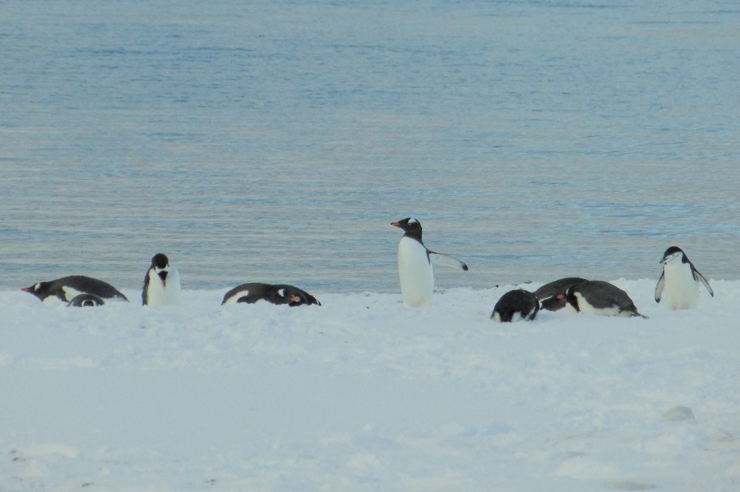 marmascioni's tweet photo. #taxojueves de pingüinos y no pueden faltar pingüinos de Antártida 🇦🇶 https://t.co/Blf1sH3PLj