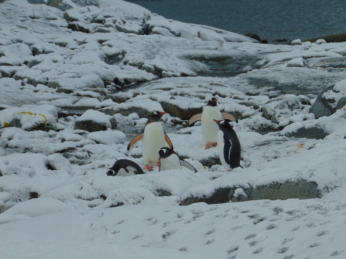 marmascioni's tweet photo. #taxojueves de pingüinos y no pueden faltar pingüinos de Antártida 🇦🇶 https://t.co/Blf1sH3PLj