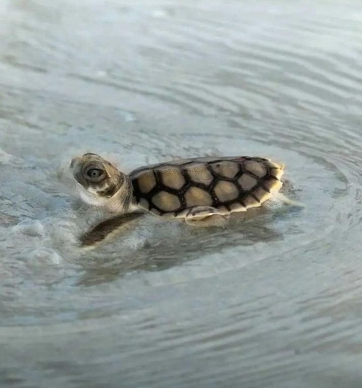 Little seaturtle so cute