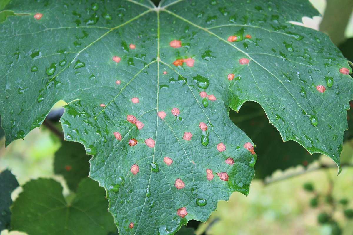 Black rot of grapes can affect all young, developing, above ground plant tissues. However, fruit infections are the most destructive. Without adequate disease management vineyards may suffer significant yield losses. buff.ly/3QkQS9j