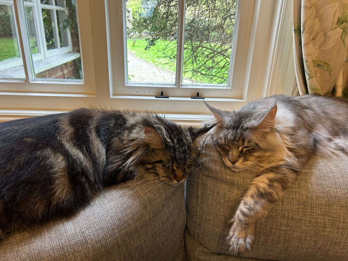 amore_meow's tweet photo. Our beautiful Alana gave birth to 5 healthy stripey babies on 13th April. Mama and Papa in second picture #CatsAreFamily #CatsOfTwitter https://t.co/Gn6BoedkLS