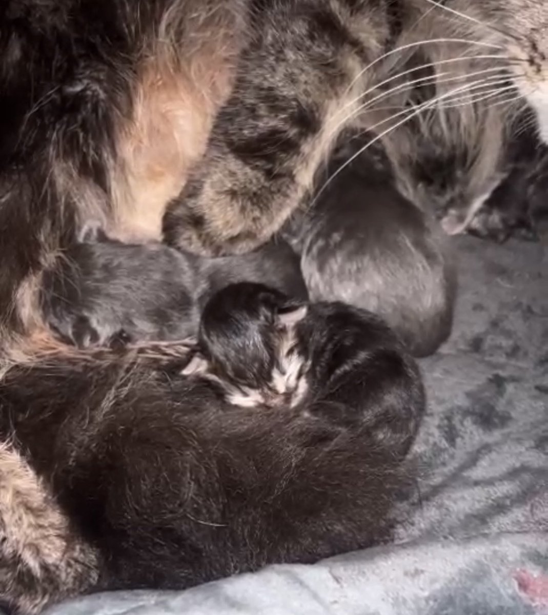 amore_meow's tweet photo. Our beautiful Alana gave birth to 5 healthy stripey babies on 13th April. Mama and Papa in second picture #CatsAreFamily #CatsOfTwitter https://t.co/Gn6BoedkLS