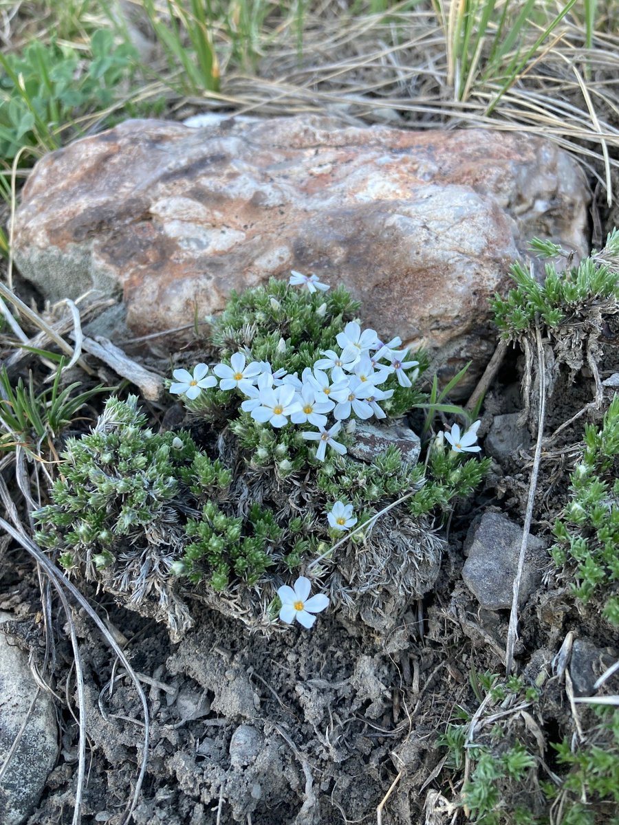 BLMWyoming's tweet photo. Blooms are bustin’ out near Buffalo! Thank you Charlotte Darling for spotting these beauties! #TrackTheBloom https://t.co/hJy7tMPPyZ