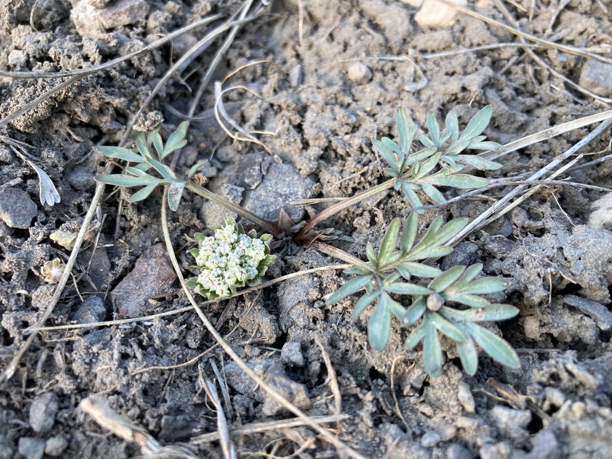 BLMWyoming's tweet photo. Blooms are bustin’ out near Buffalo! Thank you Charlotte Darling for spotting these beauties! #TrackTheBloom https://t.co/hJy7tMPPyZ