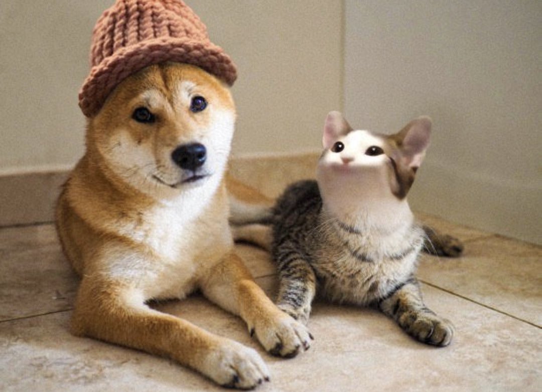 wif is a dog in a cat's world