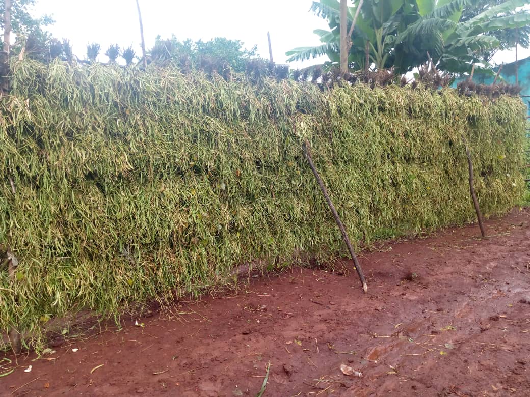 Gikundamvura twatangiye kubona umusaruro w'ibishyimbo,abaturage barashimira <a href="/RwandaGov/">Government of Rwanda</a>  ko babonera ifumbire  ku igihe, bigatuma babona umusaruro ushimishije <a href="/RusiziDistrict/">Rusizi District</a> <a href="/DrKibiriga/">Dr. ANICET KIBIRIGA</a> <a href="/RwandaAgri/">Ministry of Agriculture & Animal Resources |Rwanda</a> <a href="/RwandaAgriBoard/">Rwanda Agriculture & Animal Resources Devpt Board</a>