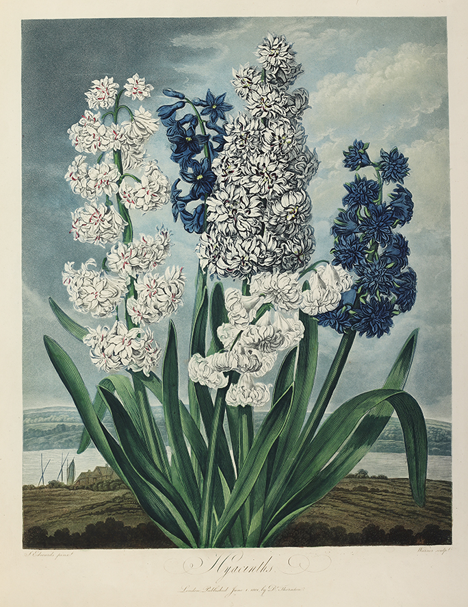 With the weather feeling decidedly chilly here in London, we're taking solace in these lovely spring hyacinths from Robert Thornton’s Temple of Flora. The publication illustrated Linnaeus's sexual system of classifying plants. Buy hyacinth goodies at magnoliabox.com/collections/th…