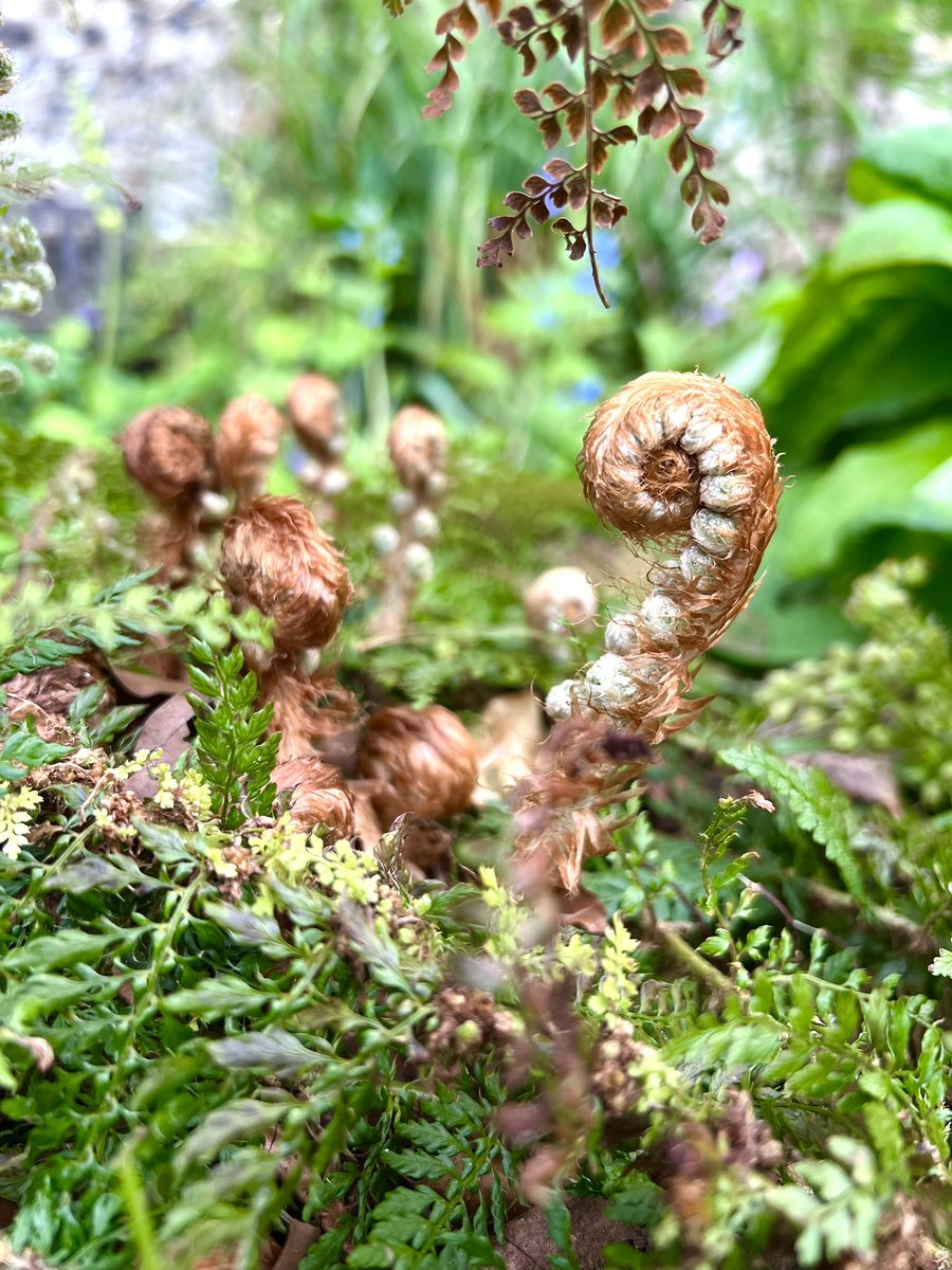 Today was spent finding fiddlehead ferns for inspo for upcoming art projects. #spring #fiddlehead #naturewalk #artinspo