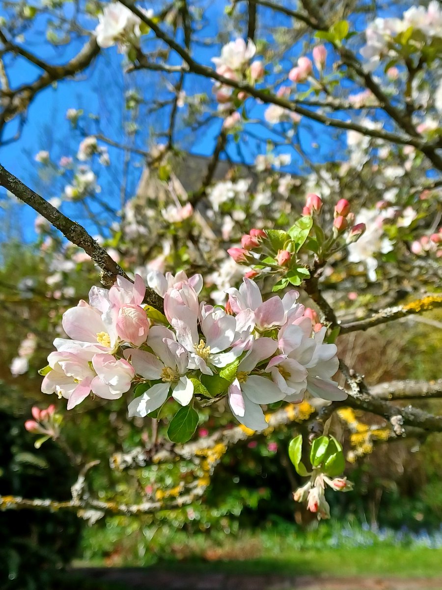 Fall in love with #Blossom across the city of Durham this spring. Find things to see and do including creative workshops, mindful events and guided walks, download a map of blossom hotspots: bit.ly/4aYxKpo Thanks to players of @PostcodeLottery #PostcodeLotteryPeople