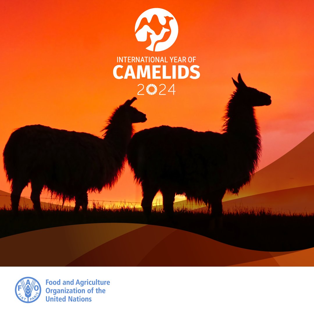 🐪 Camélidos, héroes de desiertos y tierras altas, destacan por su potencial para impulsar la #seguridadalimentaria, #nutrición y reducir la pobreza. 

En 2024, la @ONU celebra el #AñoDeLosCamélidos.

 Descubre más en: fao.org/fao-stories/ar… 

#IYC2024