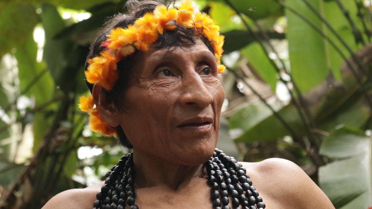 🏹 #OTD in 2014, the Brazilian gov finished a huge operation to remove thousands of illegal loggers, settlers and ranchers from the Awá Indigenous territory. Learn more about it: svlint.org/ReadAwaEmail Listen to Irakatakoa tell his incredible life story: youtu.be/DbmOmitikp8