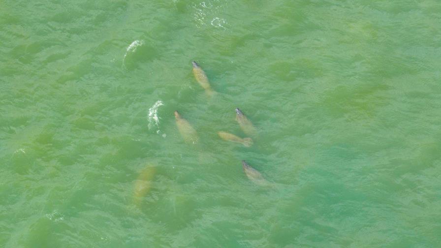 Documentan manatíes hidratándose en las aguas contaminadas Yaque del Norte dlvr.it/T60tM1