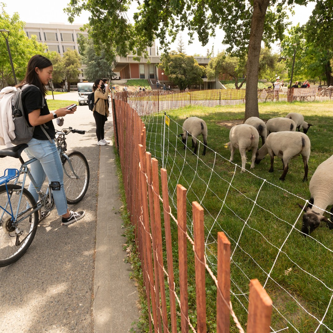 What are 'ewe' doing today? Through 4/26, the UC Davis Sheepmowers will be near California Hall with words related to climate and sustainability painted on their wool coats. Be inspired and craft a poem, haiku or a simple phrase. Read more about the event: ucdav.is/4deHEVE
