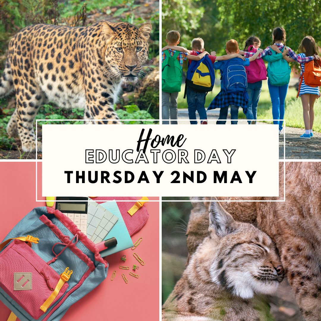 📚 Only one week left until our Home Educator Day! 🐾 Join us for talks on rainforests, conservation, and adaptation, plus hands-on animal artefact sessions & Close Encounters workshops ✨ Book now - ow.ly/IxHX50RnMta 👈 #DartmoorZoo #DZS #Education #Devon