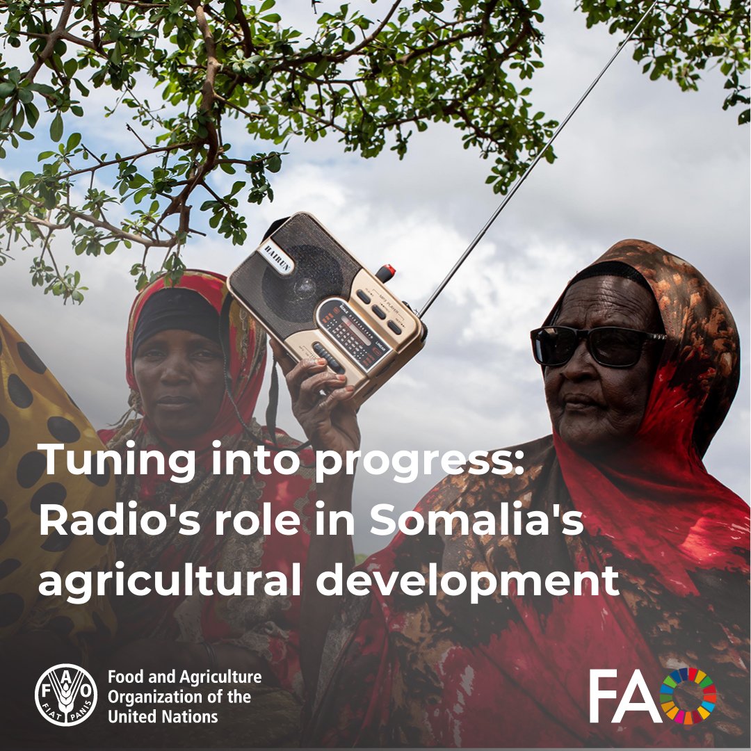 📻 Bridging gender gaps with the airwaves! In Somalia, @FAO radio programs empower women by delivering critical agricultural & technological education directly to their radios, supporting their rise as key players in sustainable farming. 👉ow.ly/1I1I50RnMFk #GirlsInICT