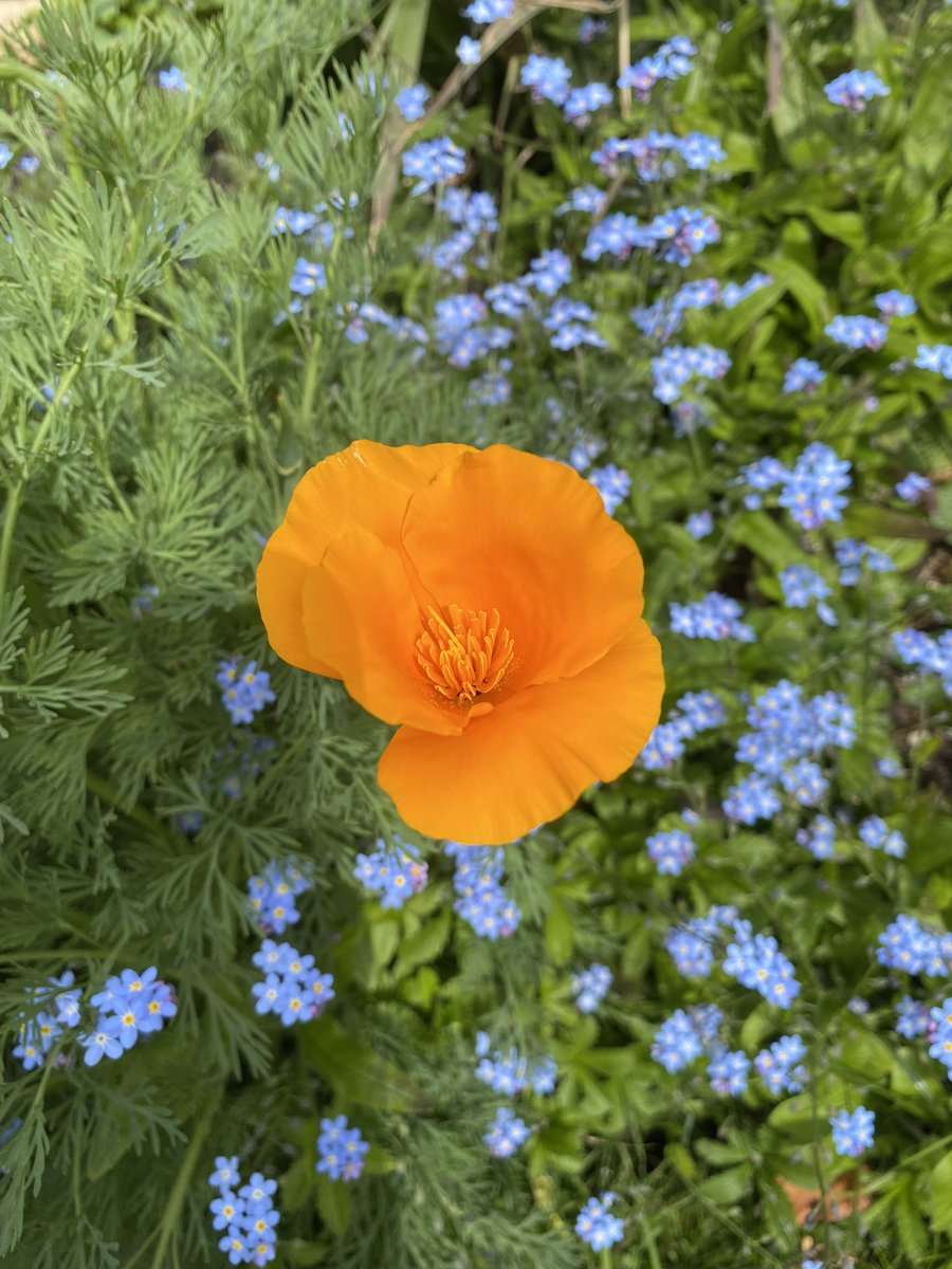 I really don’t care how big the next house is, I just want an achingly beautiful garden…

 #californianpoppy #GardeningTwitter #gardening