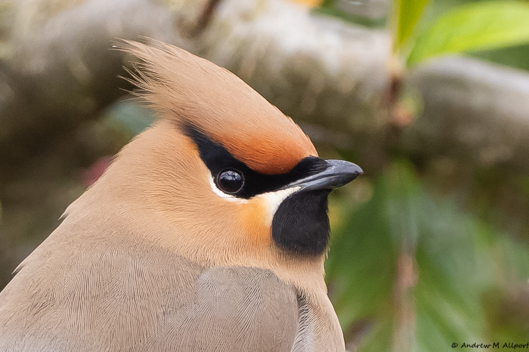 A few Waxwings still around, fattening up on berries in the cold northerly breeze before they try and make their way back across the North Sea. Another image of one of the five today at Hutton Cranswick near Driffield.