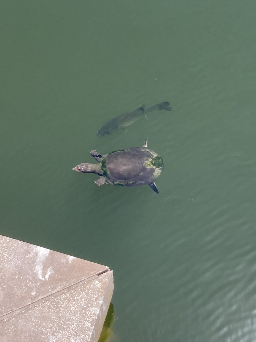 Finally saw turtles again in Hourglass Lake