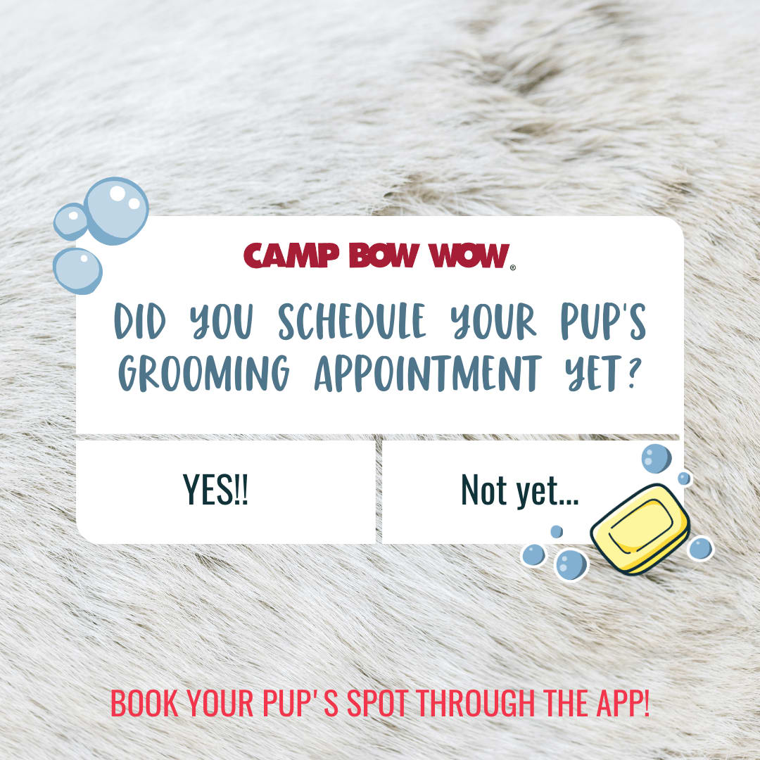 🐾 Treat your furry friend to a spa day! 🛁 Book their grooming appointment through the app and watch them strut their stuff, tail wagging. 🌟 #PamperedPups #CampBowWow
