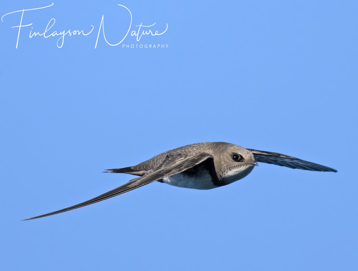 Eye level with an Alpine Swift @FinlaysonGib @GibGerry @gonhsgib @_BTO #BBCWildlifePOTD @BBCEarth @bbcwildlifemag @BirdWatchingMag @BirdWatchDaily @BirdwatchExtra @Natures_Voice