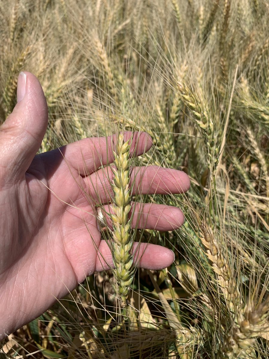 What you find in Yuma AZ this time year hard red wheat breed for the western Canadian Praires