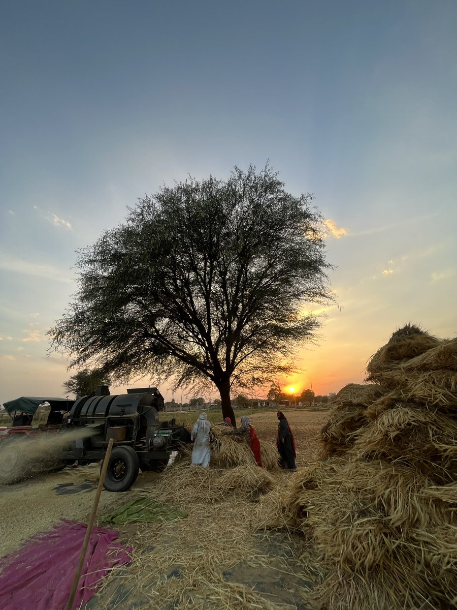 doodwalrohitash's tweet photo. #Threshing of #wheat was done at our native #farm on April 24, 2024. 

Location:- Dhodsar , Chomu 🌾

 #viralvideo #wheat #agriculture 
#agronomy #cropscience https://t.co/Xd3yxr7swA