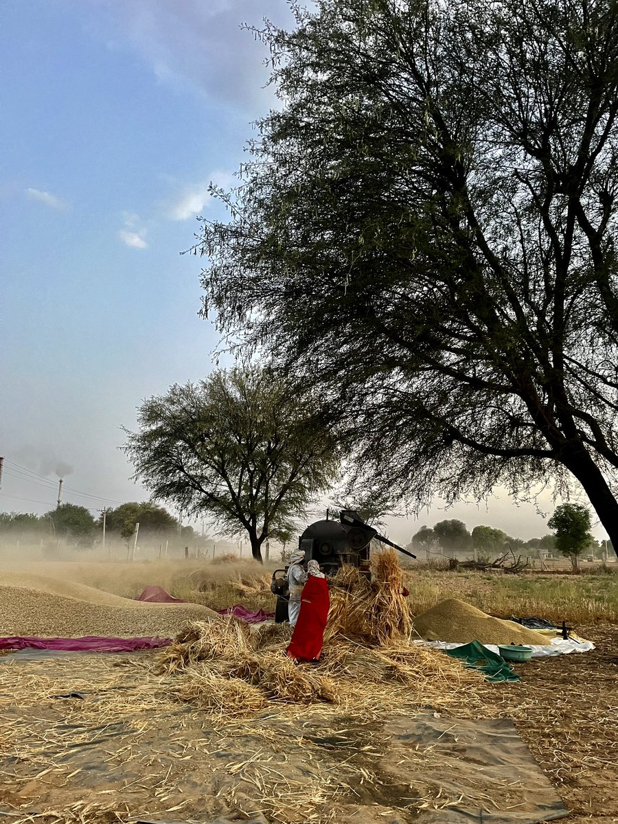doodwalrohitash's tweet photo. #Threshing of #wheat was done at our native #farm on April 24, 2024. 

Location:- Dhodsar , Chomu 🌾

 #viralvideo #wheat #agriculture 
#agronomy #cropscience https://t.co/Xd3yxr7swA