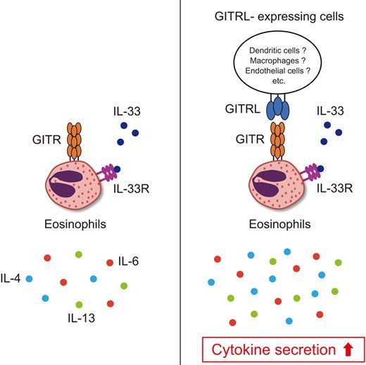 Glucocorticoid-induced TNF receptor family–related protein functions as a costimulatory molecule for murine eosinophils. Learn more in this #JLB article by Narita and others. buff.ly/4anvLuM