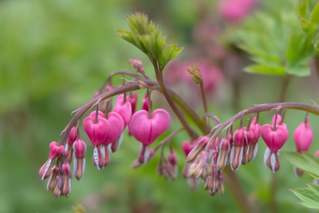 longwoodgardens tweet picture