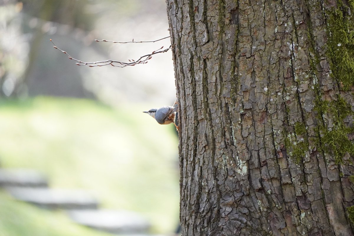 jania456's tweet photo. Hi guys, after longer time I am back with my nature photography focused on mostly birds, but also other animals, flowers etc. This time I am sharing with you Eurasian Nuthatch in its typical pose 🥰 #NaturePhotograhpy #EurasianNuthatch #sonyalpha https://t.co/E7SJErXF80