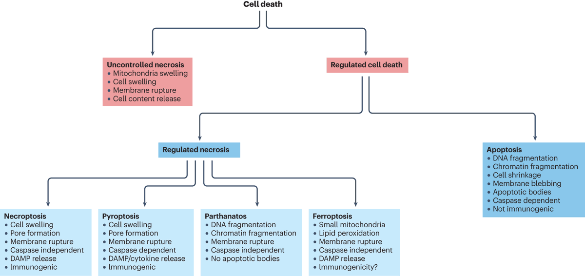 For readers interested in discovering drugs that target regulated non-apoptotic cell death pathways including necroptosis, pyroptosis and ferroptosis, here's a comprehensive recent review bit.ly/3OMtxwU rdcu.be/dFLCa