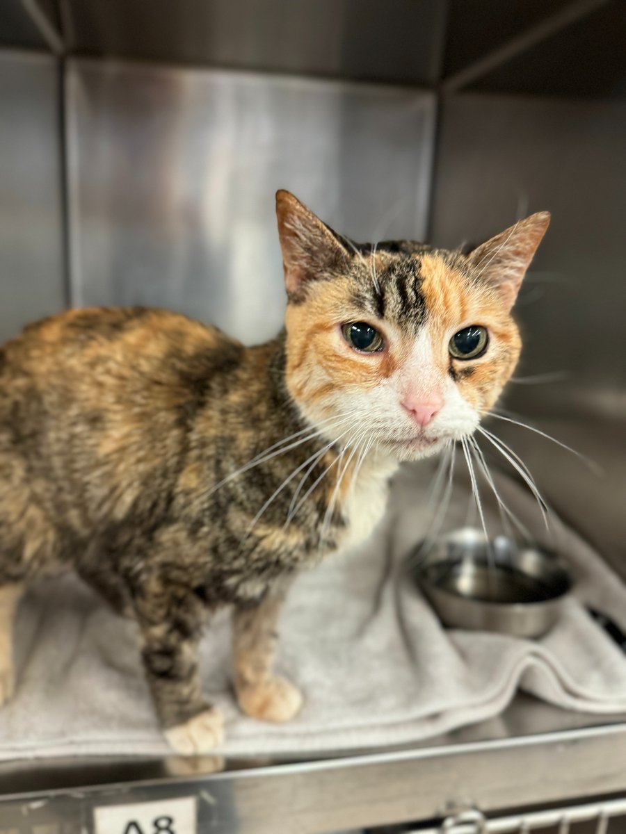 Tails' life hasn't been easy. But, in her senior years it should be. She is battling some medical conditions and is desperately looking for a foster or adoptive home to live out her golden age. If you can open your home and your heart to Tails, please email foster@pspca.org.