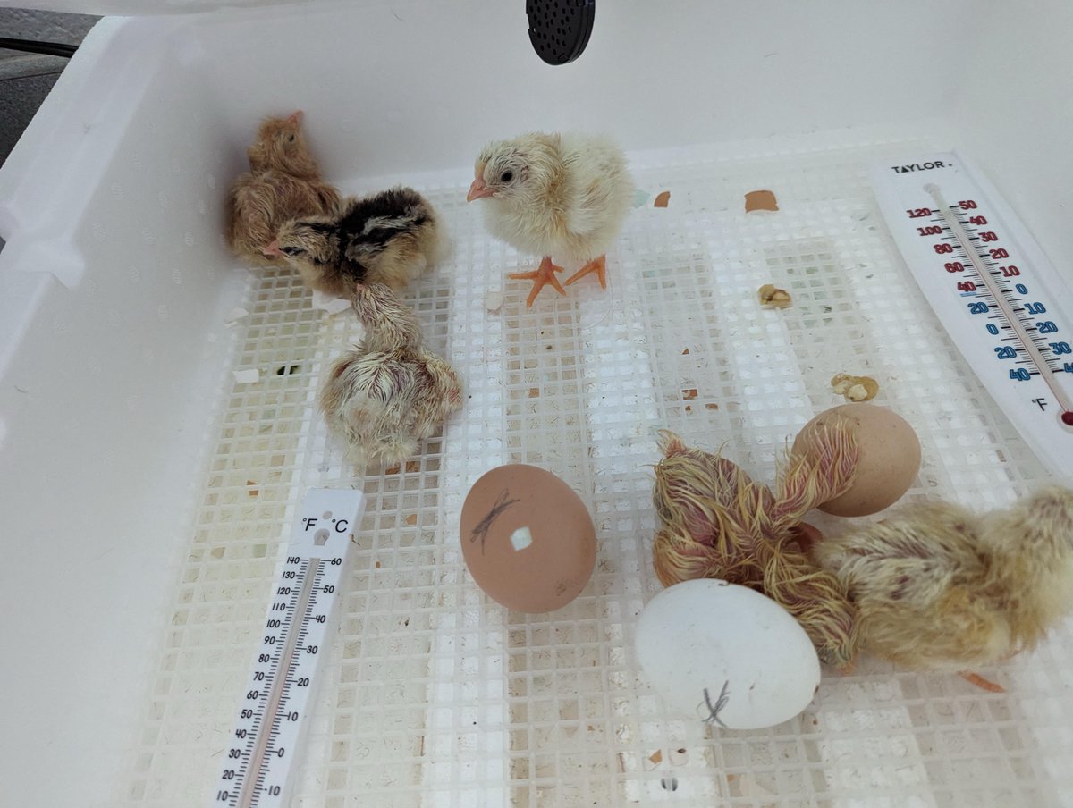 BIG NEWS the chicks in my son's kindergarten classroom have hatched