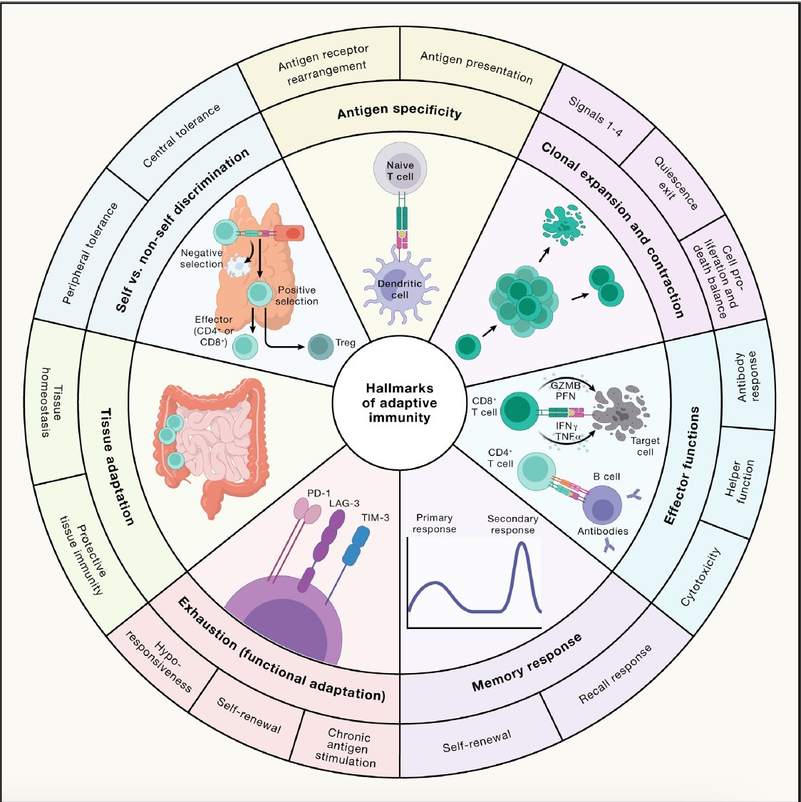 Our most complex biologic system—immunity—is reviewed in 3 new @CellCellPress papers, open-access Adaptive cell.com/cell/fulltext/… Innate cell.com/cell/fulltext/… New insights cell.com/cell/fulltext/… @RMedzhitov