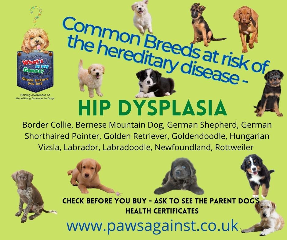 So many breeds of dog are susceptible to Elbow and Hip Dysplasia these #CanineHealthSchemes should be used by ALL breeders especially ALL those registering their litters with the @TheKennelClubUK @CommonsEFRA @DefraGovUK @APDAWG1