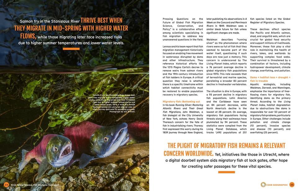 A couple of my sockeye salmon images were used to help illustrate a story in the current issue of Ocean Geographic Magazine which is published in Australia. 🇦🇺 🥂