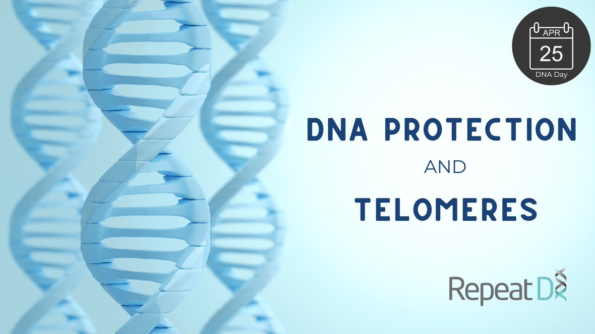 'Unraveling the secrets of our DNA🧬: Telomeres come with hundreds to thousands of TTAGGG repeats, essential for DNA protection. Discover how sheltering proteins safeguard our genetic blueprint by forming a telomere cap. #DNADAY 🔍 Learn more ➡️bit.ly/4d0RbQb