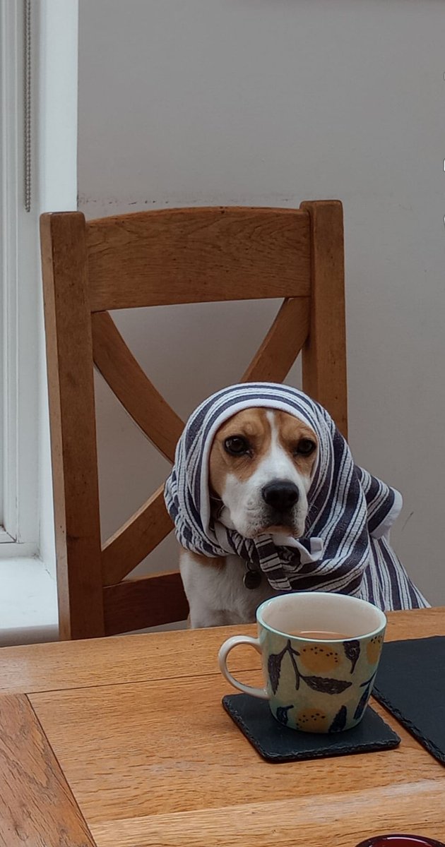 It's so chilly in our kitchen Nell needs a scarf and a brew to warm up 🥶