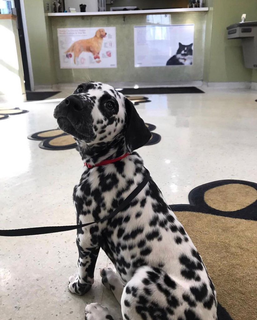 This is Archie. It’s his first time at the vet. Heard a rumor they count all your spots. Really hopes he has enough. 13/10 you’ll do great my friend