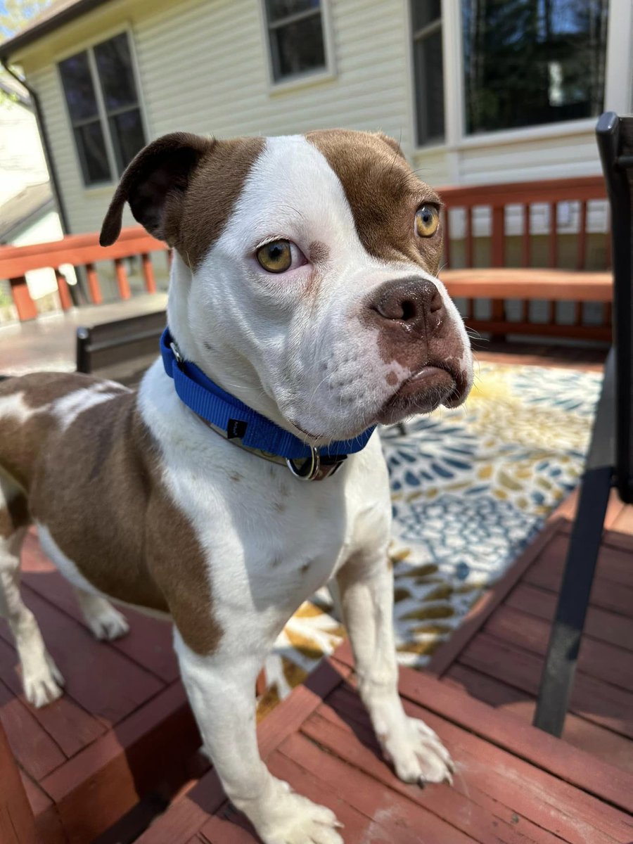 AWLAArlington's tweet photo. We love Stormy so much; grumpy face, bow legs, un-ladylike snoring and all! Stormy loves other dogs and is currently being fostered in a home with a cat (she's a little scared of them). If you'd like to meet Stormy, email adoptions@awla.org! https://t.co/ASsr7778U0