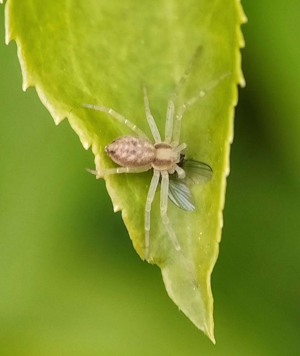 Variation in running crab spiders, Philodromus spp, around the garden today. 🕷💚🍃