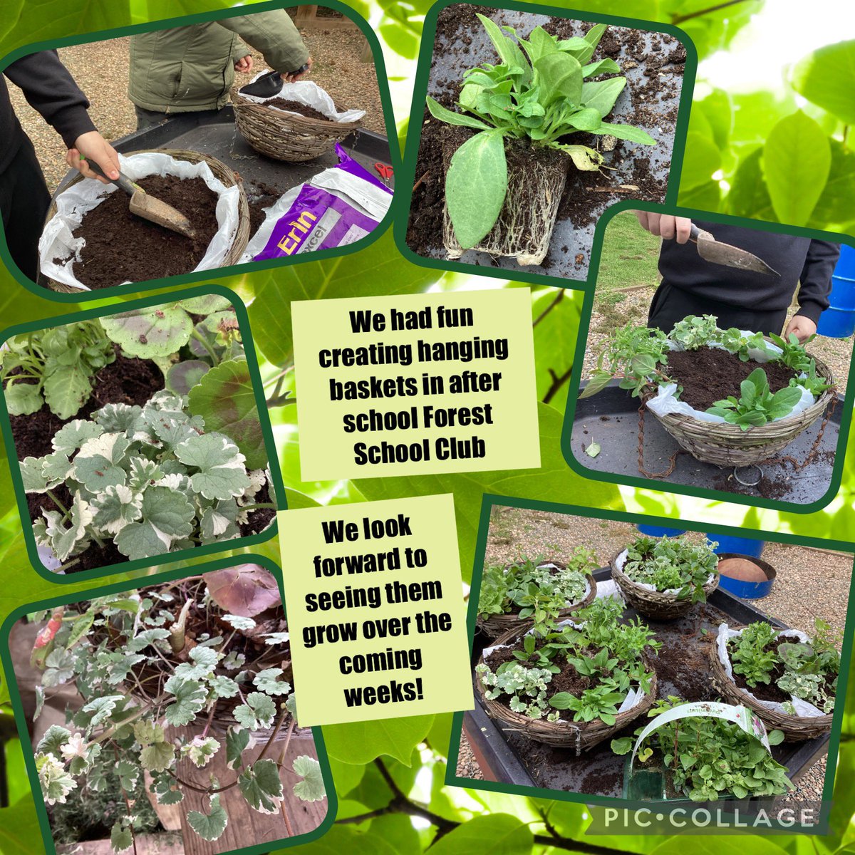 We had so much fun in our after school Forest School Club. One group filled hanging baskets ready for display outside the reception area. We learnt about hanging plants, variegation and drainage. Well done everyone!⭐️👩🏻‍💼#enrichment #thejcway #outdoorlearning #science