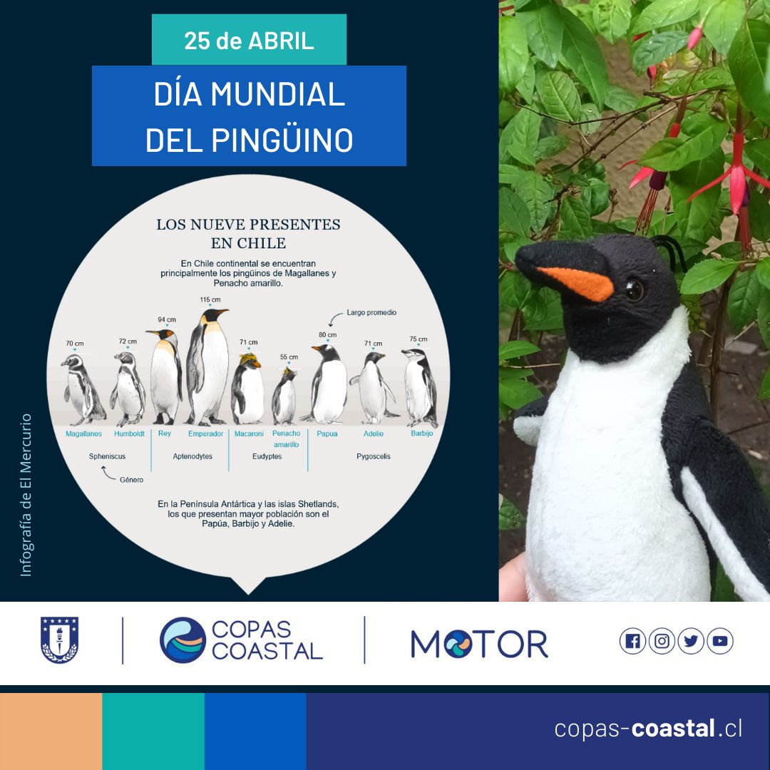 Este 🗓️25 de abril se celebra el Día Mundial del Pingüino🐧 Una jornada proclamada por @penguin_gps con objetivo de crear conciencia acerca de la preservación de los pingüinos🐧 Por supuesto, aprovechamos para celebrar a nuestro querido #HackyThepenguin