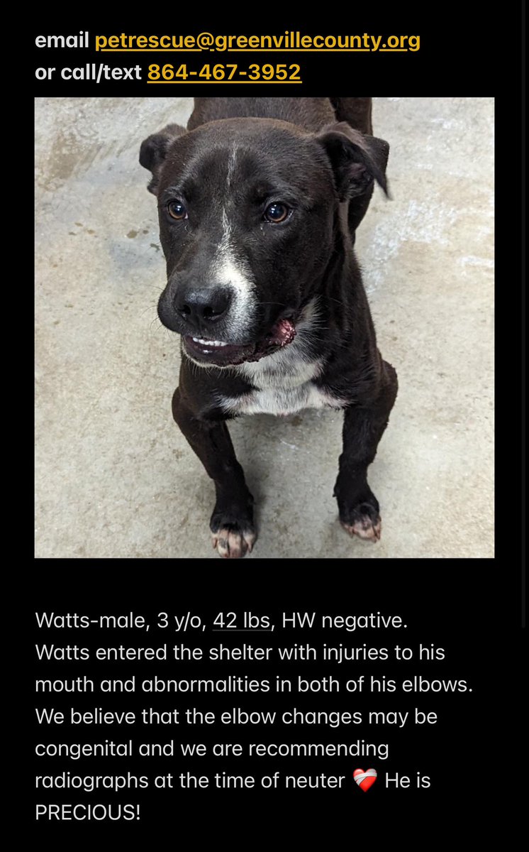 Sweet Watts needs a hero ASAP! He was added to the euthanasia list 💔 🌟 Info + contacts in photo 📍 Greenville SC 🆘 Has congenital abnormalities but is a GREAT dog and would be a wonderful companion! @G4TXNYCpups @Dubs4Mutts @TomJumboGrumbo #AdoptDontShop