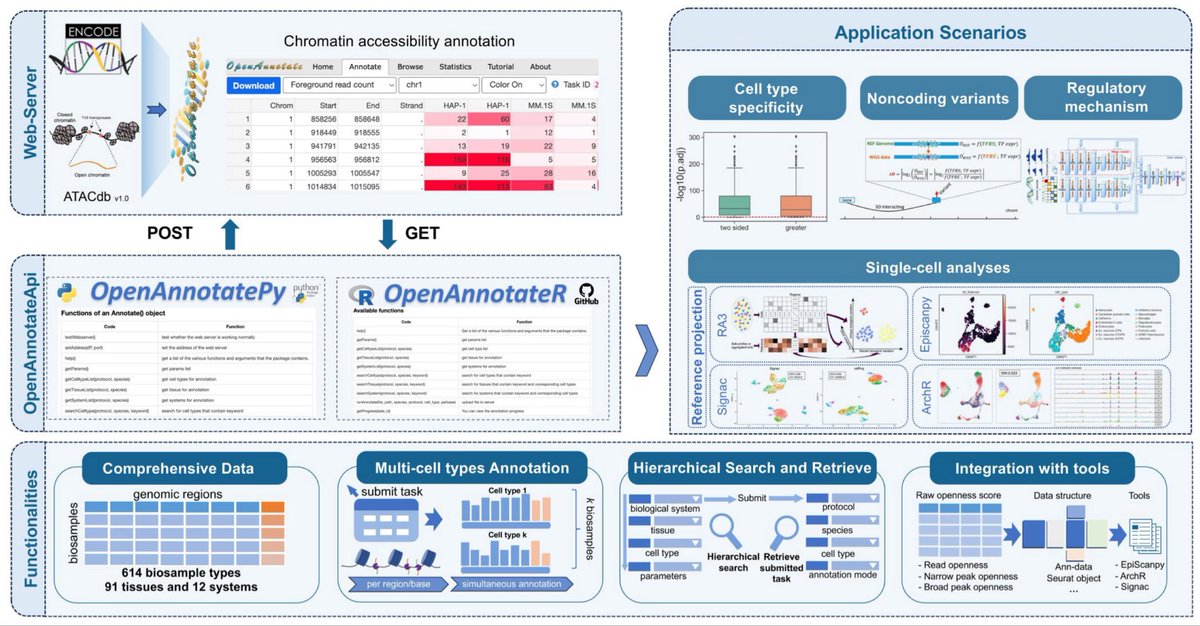 OpenAnnotateApi: Python and R packages to efficiently annotate and analyze chromatin accessibility of genomic regions academic.oup.com/bioinformatics…