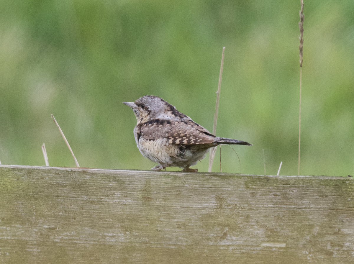 Oh my goodness we just found a #Wryneck on the fence by the sluice along Beach road at #CleyMarshes #Norfolk spotted by Deric whilst I was photographing a Whinchat!! Quick download pic to phone, unprocessed