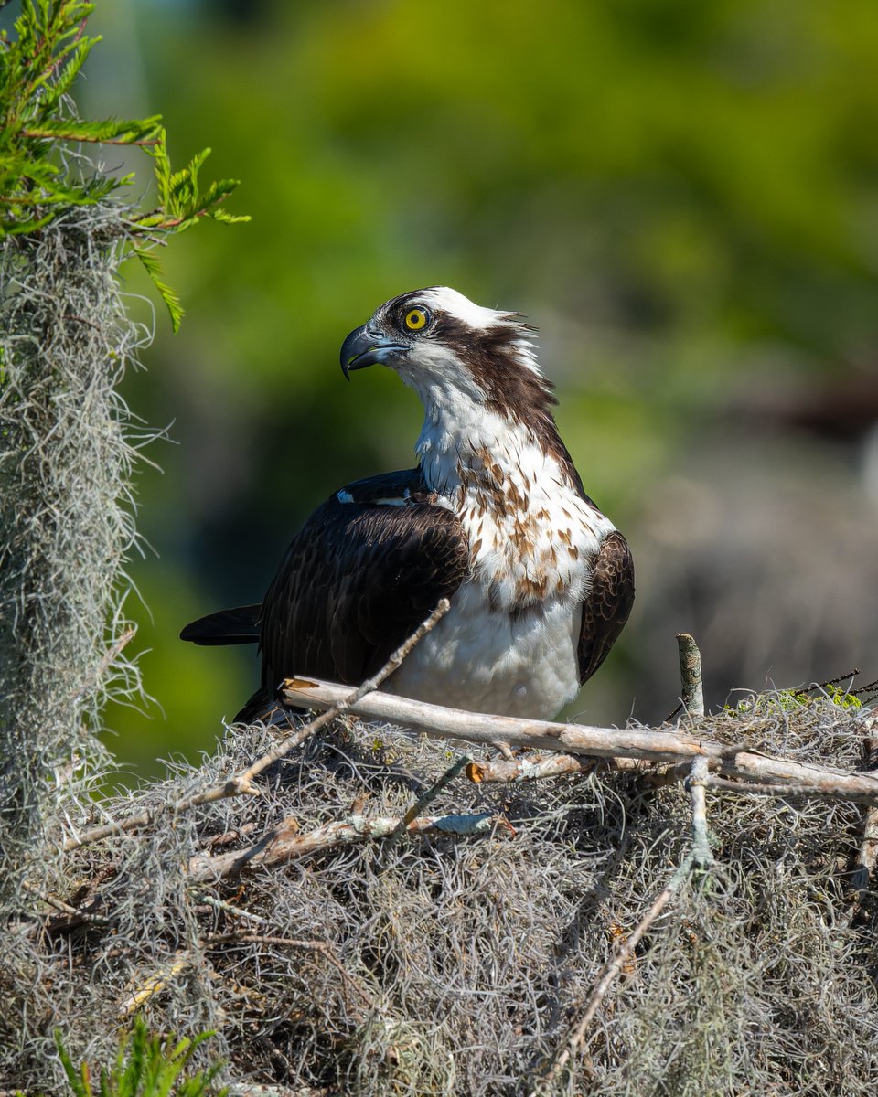 Osprey 
#photography #NaturePhotography #wildlifephotography #thelittlethings