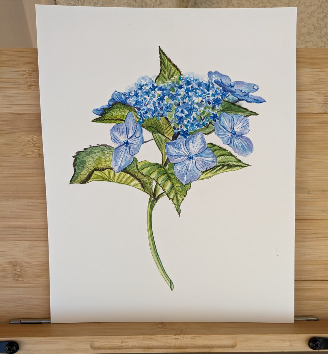 Just finished a Hydrangea Serrata, Botanical Illustration in watercolor.

#thursdayvibes #art #watercolor #flowers #MothersDayGifts #spring #botanicalgarden #botanical #gardens #floral